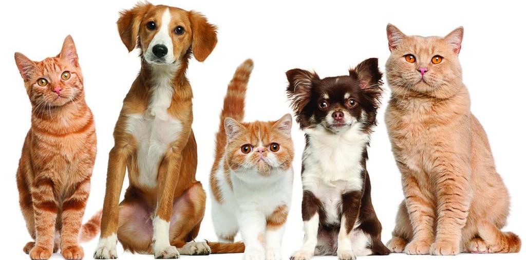 Доска объявлений о животных | ЗооТом - продажа, вязка и услуги для животных в Болхове