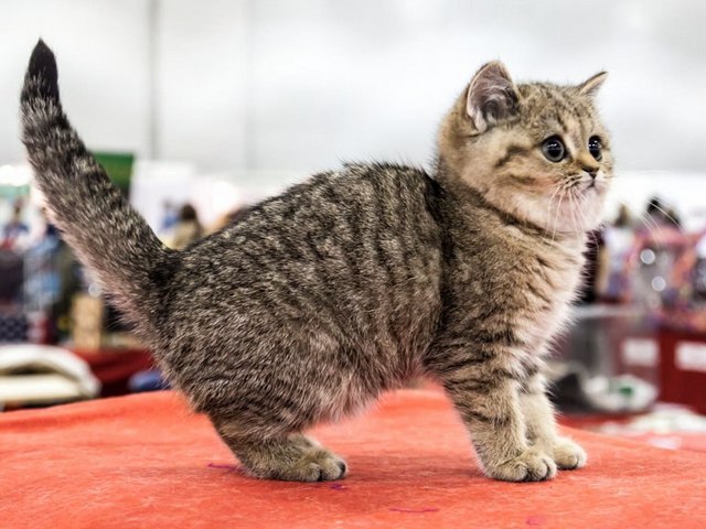 Породы кошек в Болхове | ЗооТом портал о животных