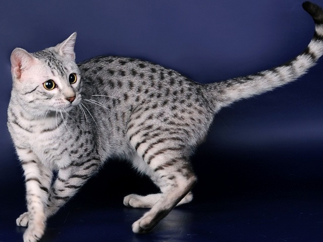Породы кошек в Болхове | ЗооТом портал о животных