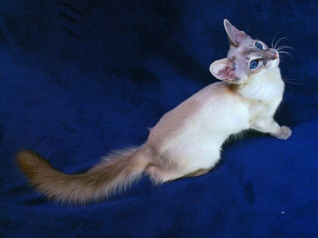 Выведенные породы кошек в Болхове | ЗооТом портал о животных