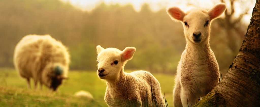 Объявления о сельскохозяйственных животных | ЗооТом - продажа, вязка и услуги для животных в Болхове