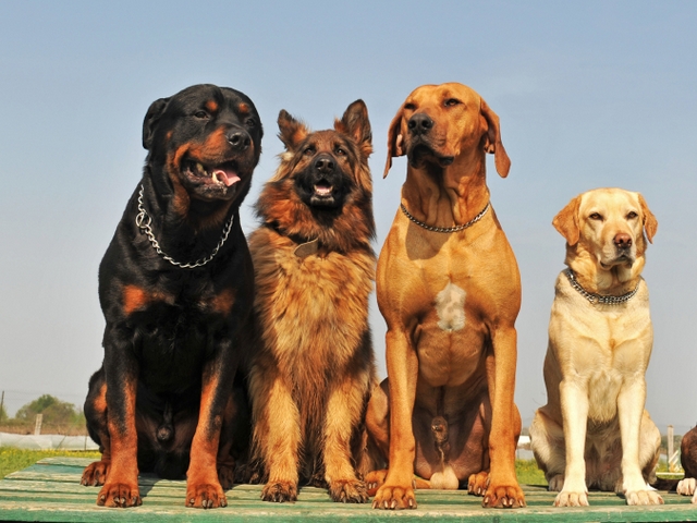 Крупные породы собак в Болхове | ЗооТом портал о животных